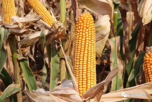 富吉泰種業(yè)在行動(dòng) 黃淮海首場豫單9953夏播籽粒機(jī)收千人大會(huì)在新鄉(xiāng)輝縣成功舉行