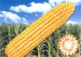 重磅消息 登海種業(yè) 隆平高科 順鑫農(nóng)業(yè) 東方海洋