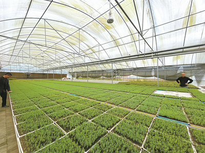 重慶林業&ldquo;三三機制&rdquo;賦能種業振興