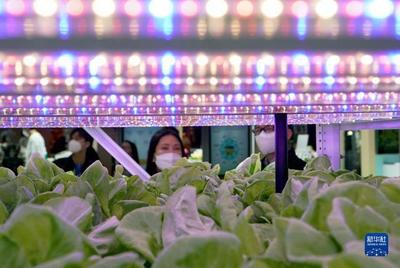 進(jìn)博會上的農(nóng)業(yè)新篇章 集裝箱里種菜的種業(yè)革命