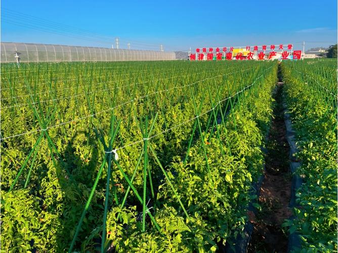 收好攻略，觀展不愁！2023云南·元謀第七屆蔬菜種業博覽會參展攻略